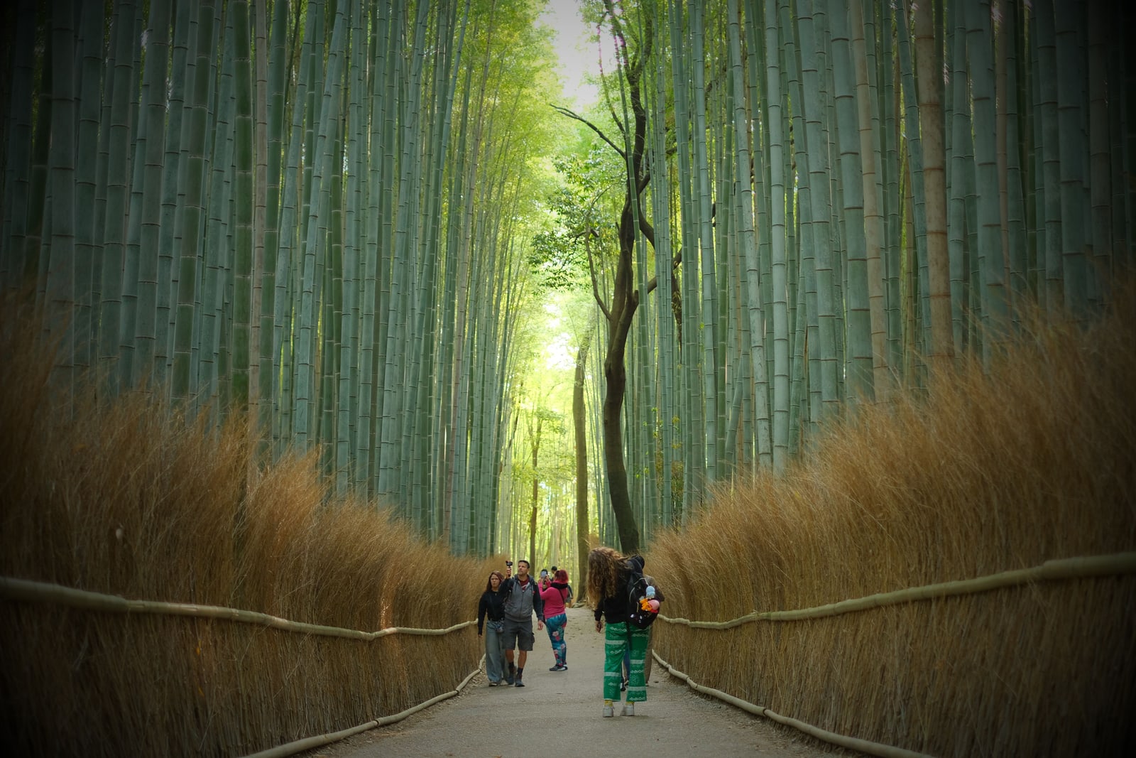 A paved path running straight through tall green bamboo in Arashiyama, low brushwood fences on both sides and a few people walking in the distance.
