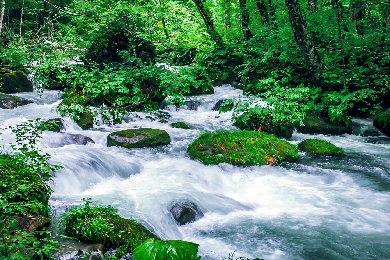 White water between moss-covered boulders in the Oirase stream, green forest on both banks
