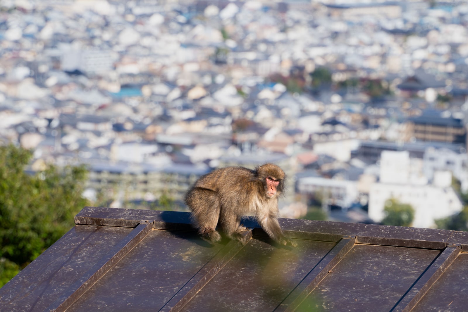A Japanese macaque with a pink face walking along the edge of a dark metal roof, a dense city of roofs and buildings far below