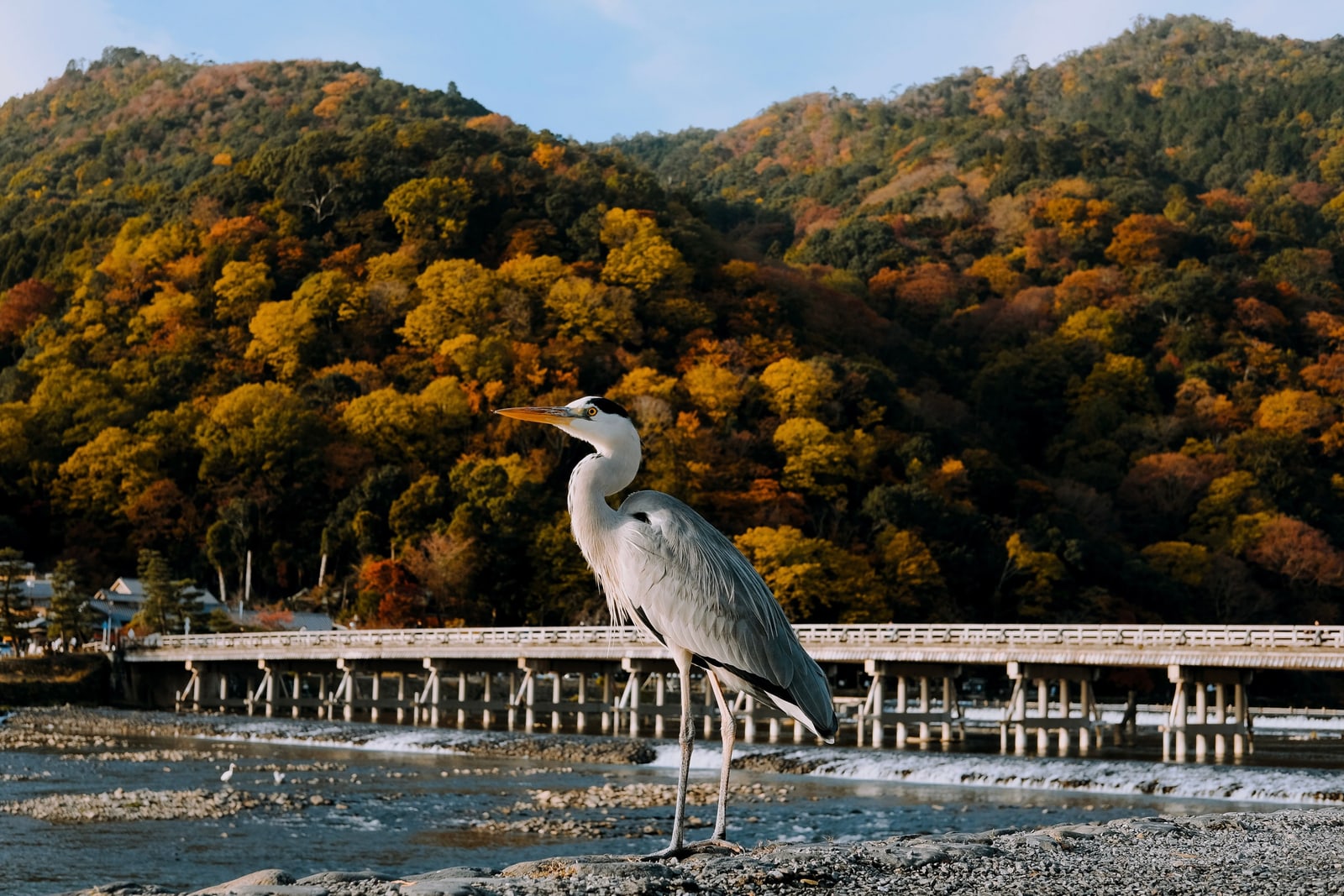 A grey heron standing on the riverbed below Togetsukyo bridge, autumn hills above, nobody on the bank.