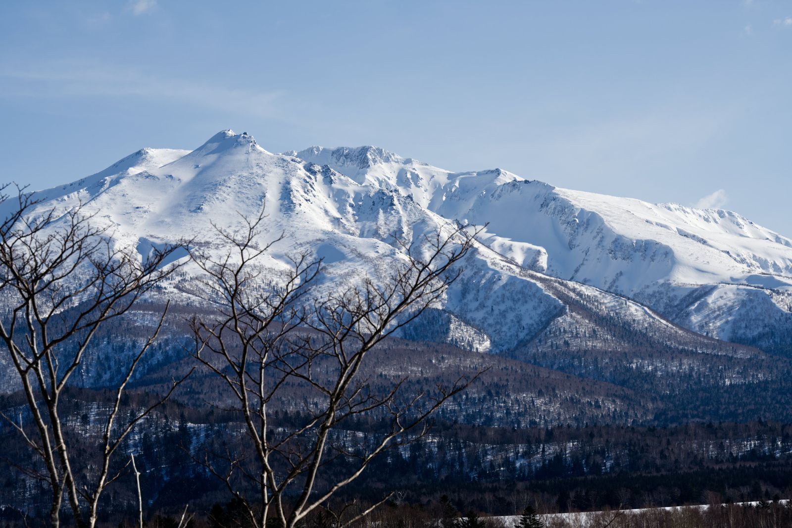 A long snow-covered mountain ridge with a rounded summit, bare branches in the foreground and a clear blue sky