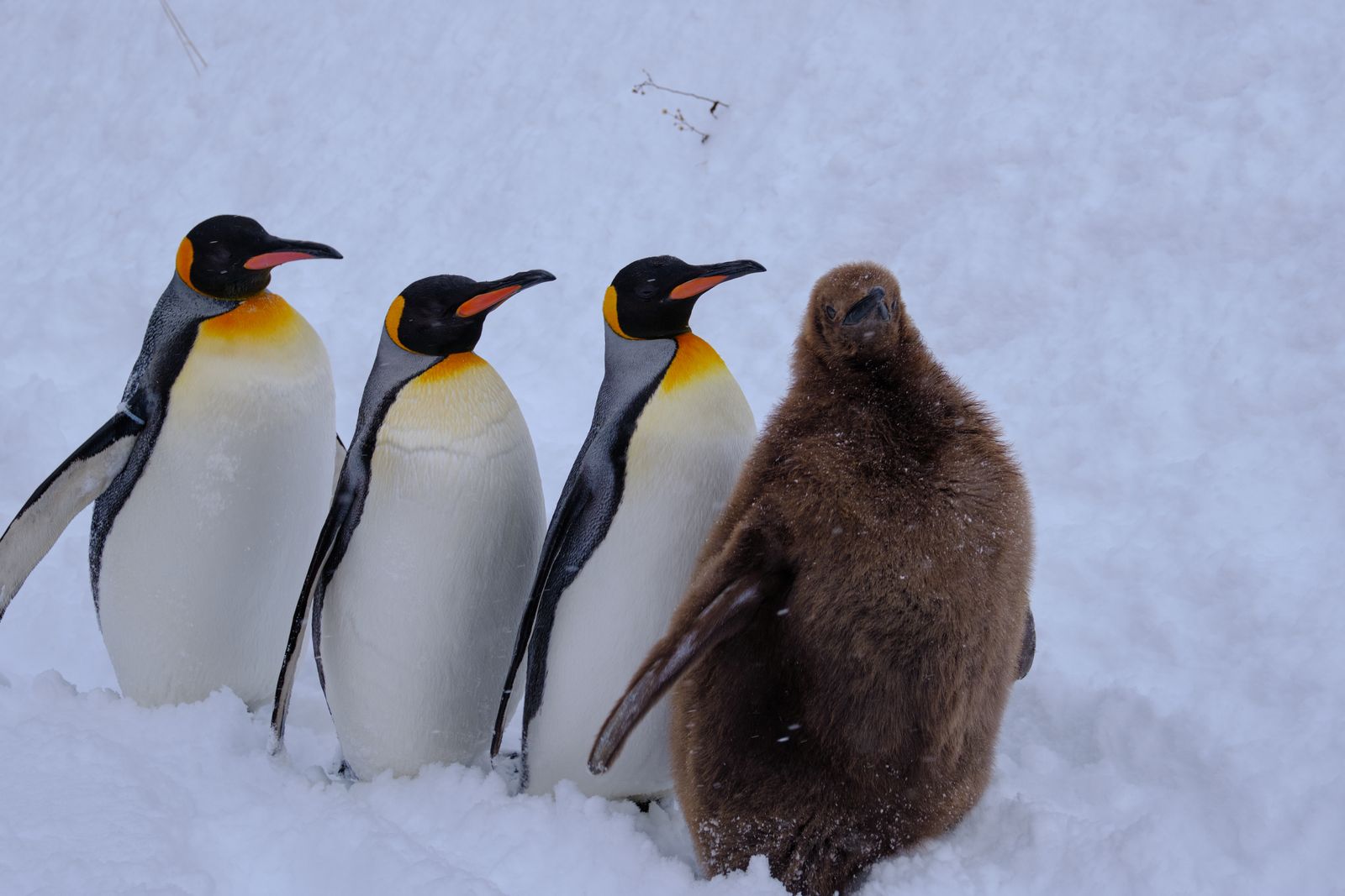 Three adult king penguins in a row in deep snow with a brown downy chick beside them, snow falling lightly