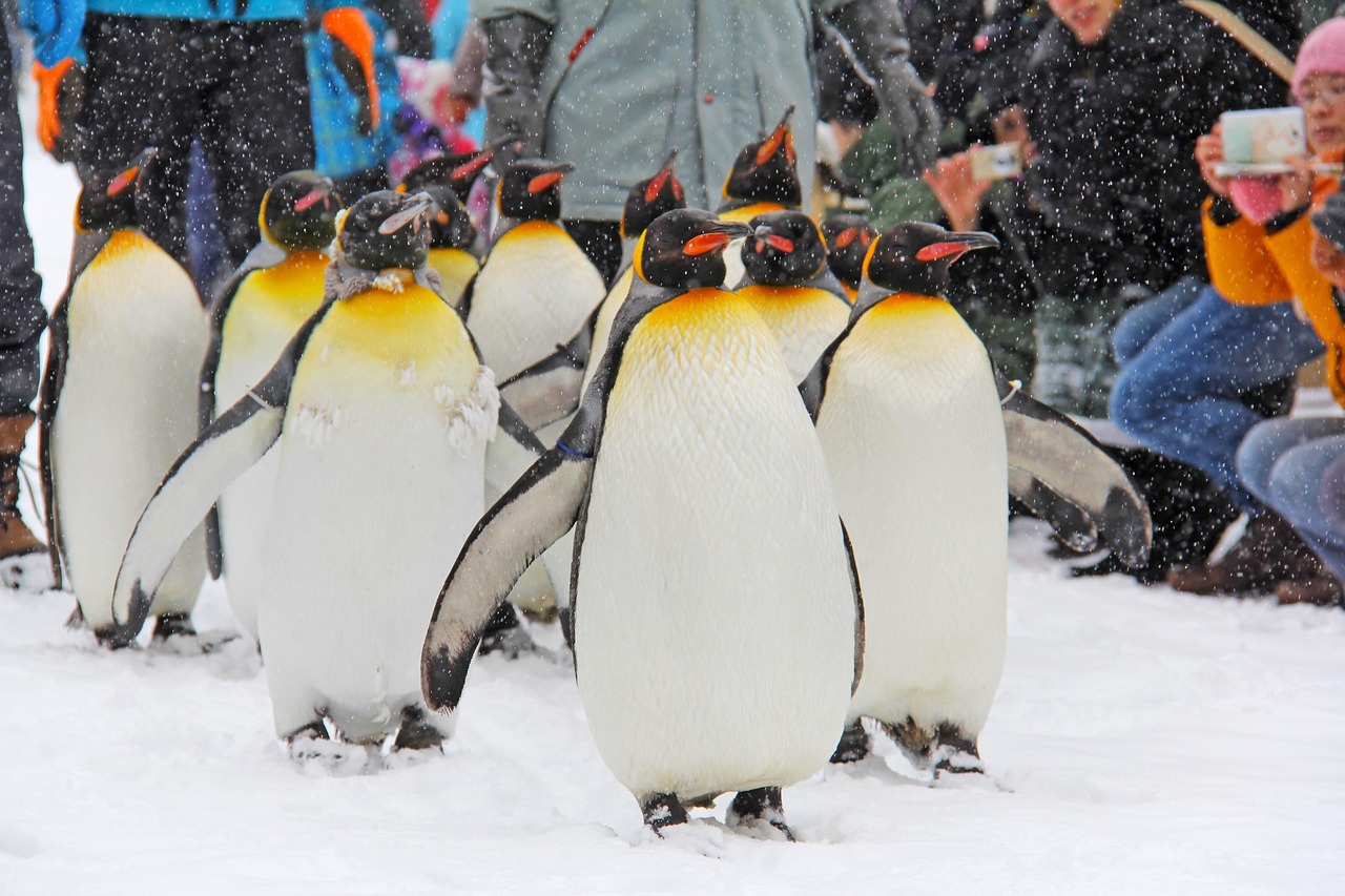 A group of king penguins walking in the snow past visitors in winter coats, one visitor raising a phone to photograph them