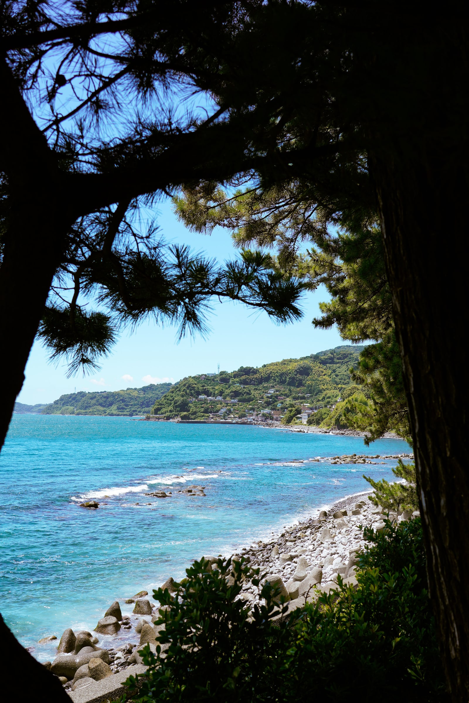 A rocky stretch of coast with turquoise water, seen through pine branches, green hills across the bay