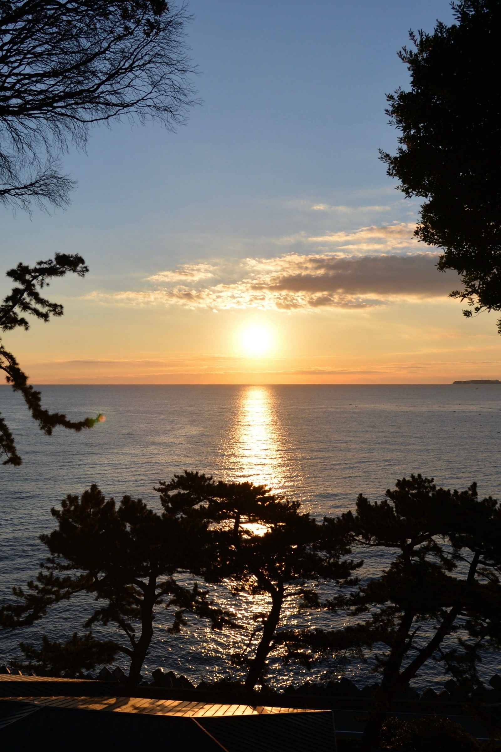 The sun low over a calm sea, framed by silhouetted pines