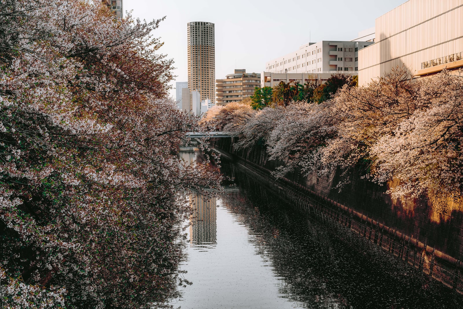 Cherry blossoms in full bloom leaning over the Meguro River in spring, a tall round tower behind