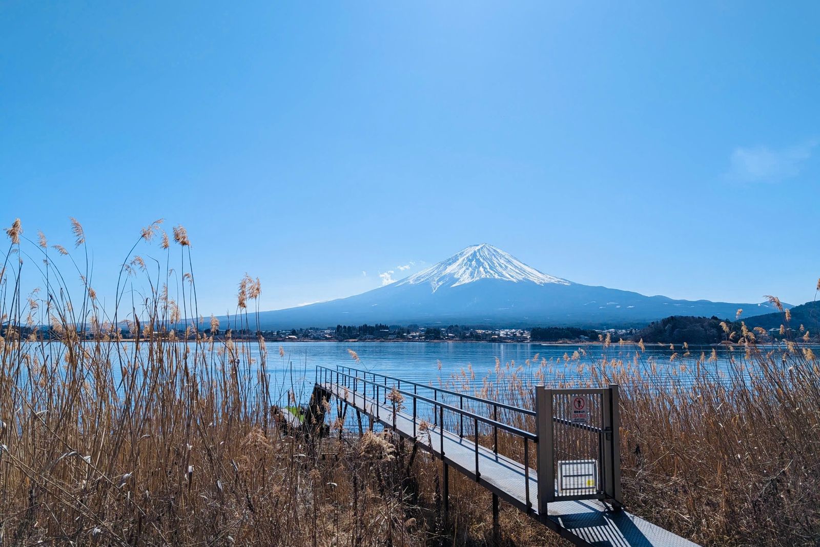 A narrow gated jetty running through dry reeds into Lake Kawaguchi, snow-capped Mount Fuji across the water under a clear blue sky.