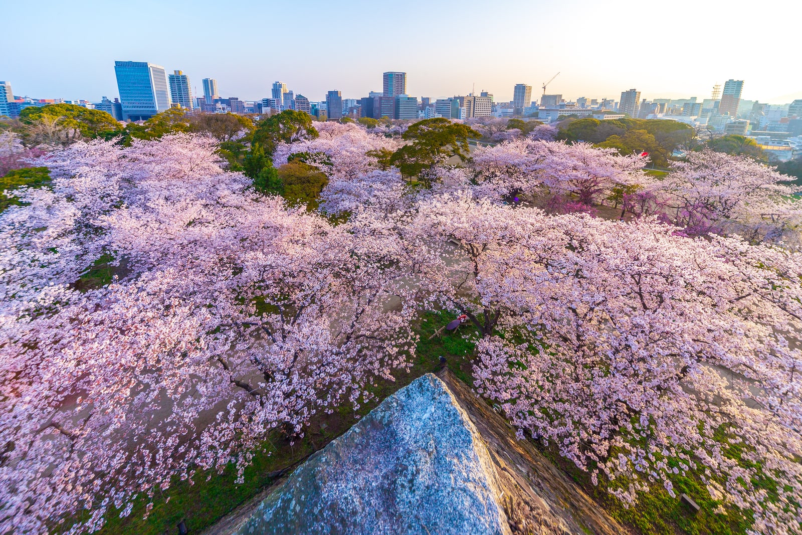 Cherry trees in full bloom seen from above a stone wall corner, with city buildings in the haze beyond