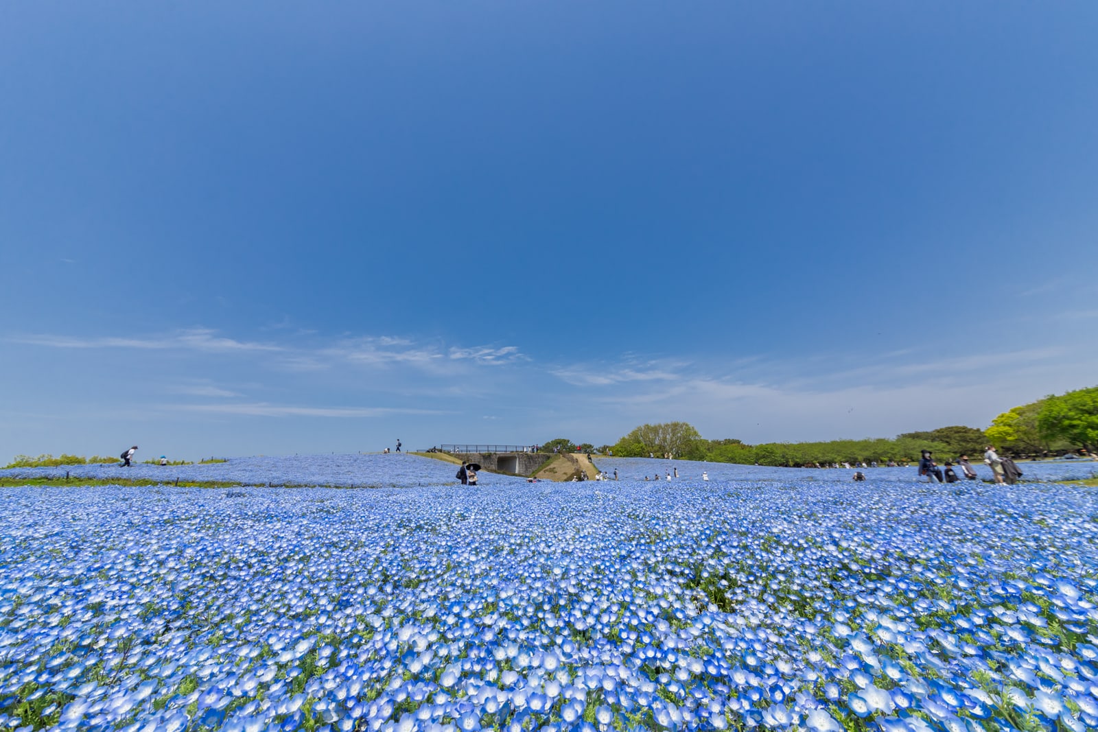 A hillside covered in blue nemophila flowers under a deep blue sky, with a few visitors as small figures in the distance
