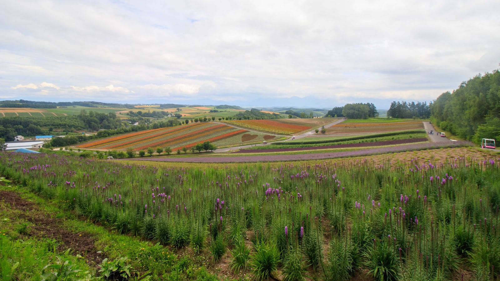 Strips of orange and purple flowers on rolling farmland hills under a cloudy sky