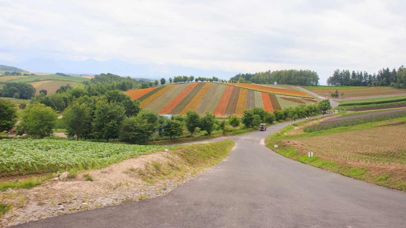 A hillside planted in orange, red and yellow stripes of flowers beside a paved road, with a small pink vehicle on the road, under a cloudy sky