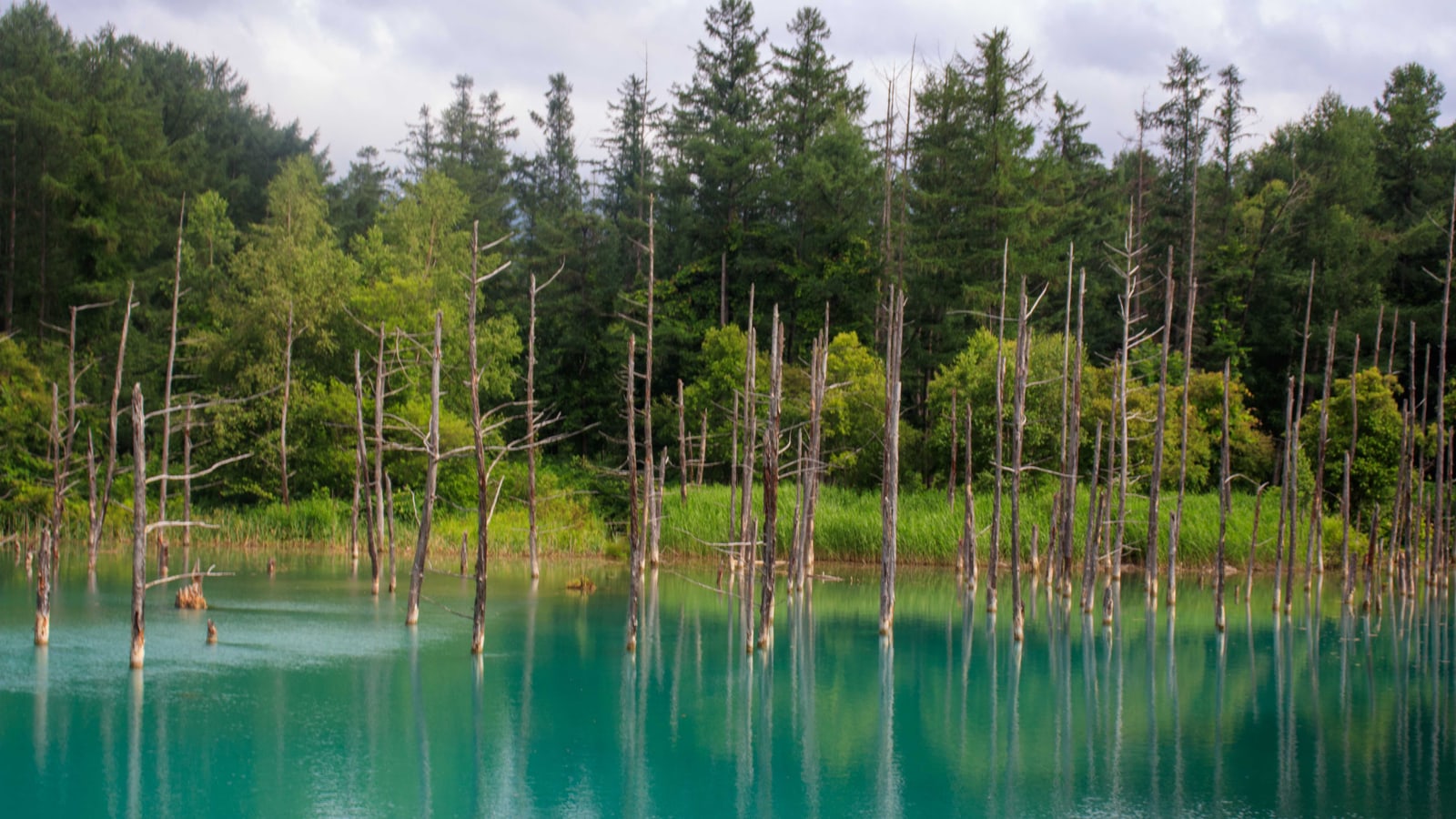 Pale turquoise water with bare tree trunks standing in it and a green forest behind, under a cloudy sky