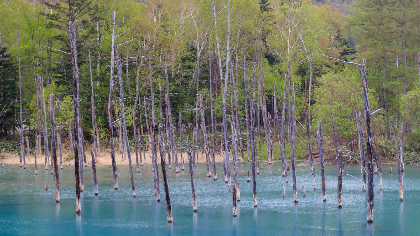 Pale blue water with bare tree trunks standing in it, in front of a forest in early leaf