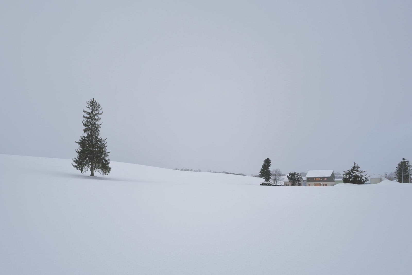 A single conifer on a snow-covered hill under a grey sky, with a house at the right