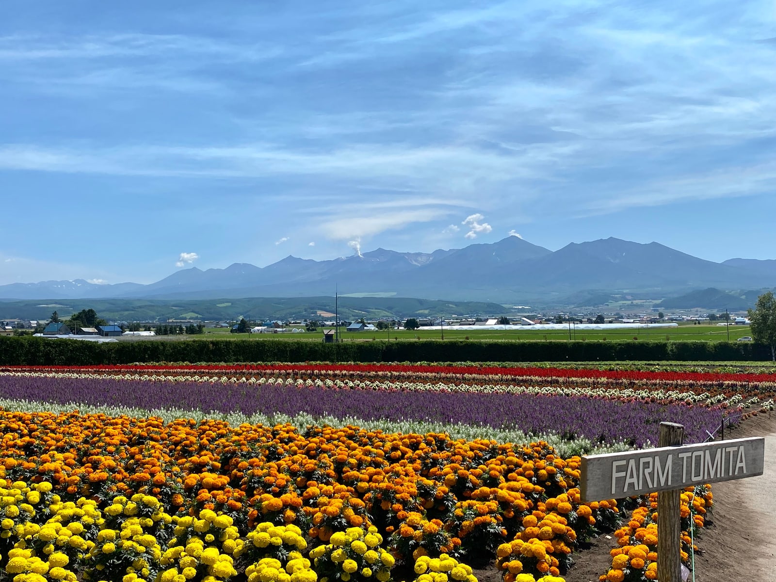 Rows of orange and yellow marigolds and purple salvia in front of a mountain range, with a Farm Tomita sign at the right edge
