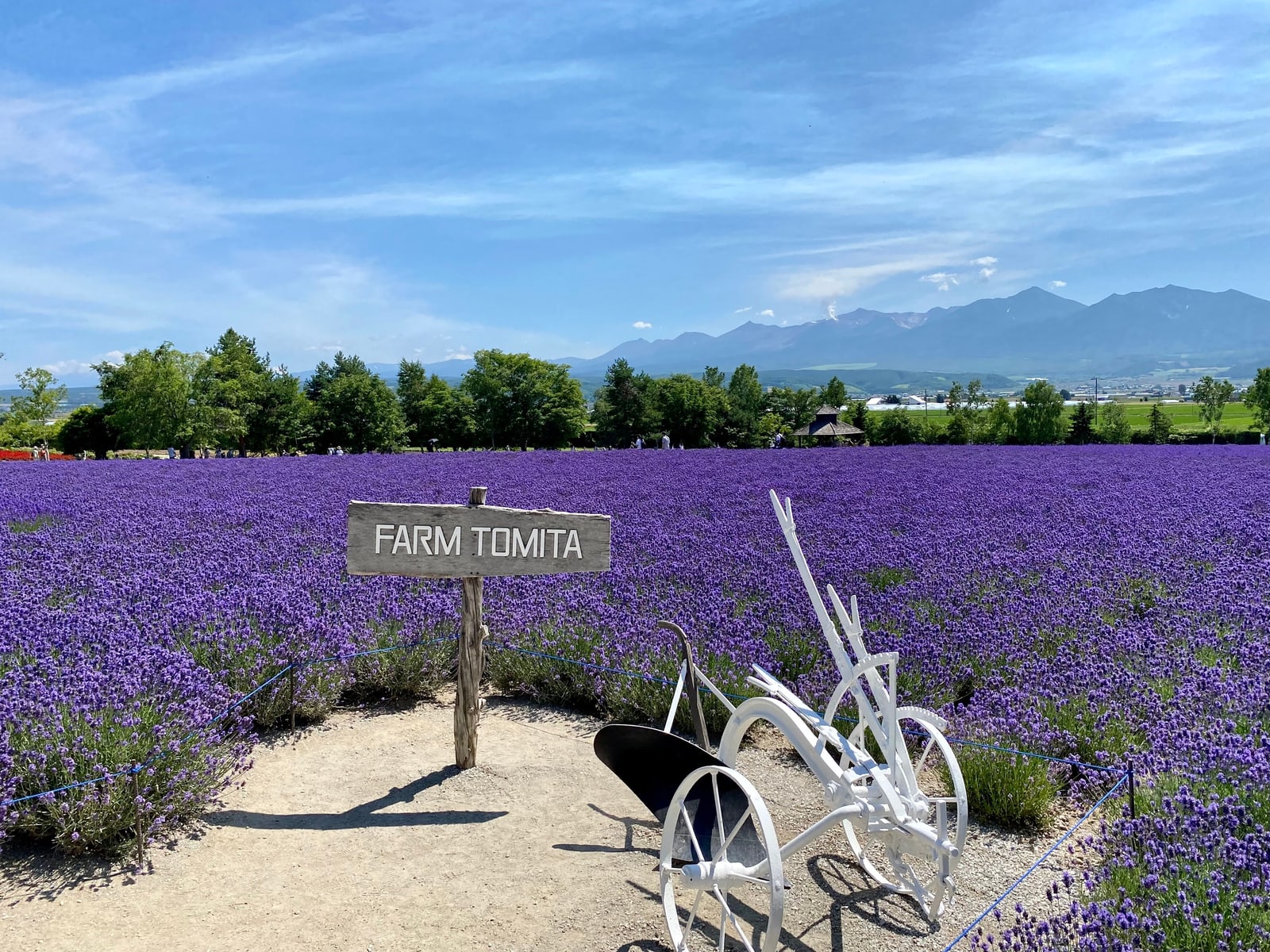 A wooden sign reading Farm Tomita and a white antique plough in front of a lavender field in full bloom, with a mountain range behind