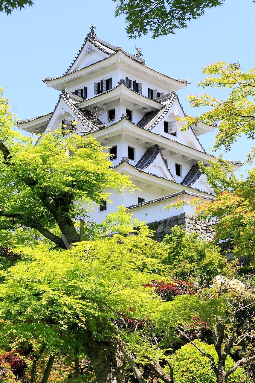 Gujo Hachiman Castle's white keep seen from below through fresh green maple leaves