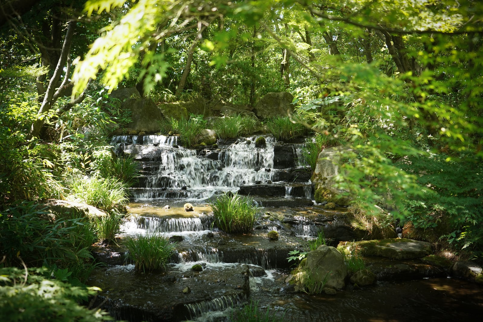 A small stepped waterfall over rocks under green maple leaves, grasses growing in the stream.