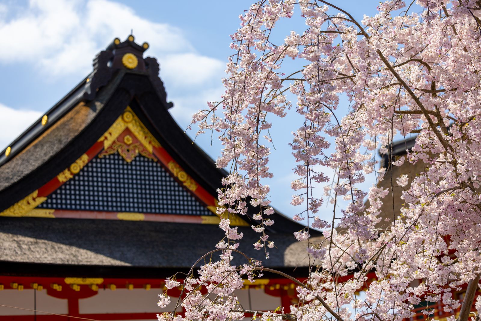 Cherry blossom branches in front of a Japanese temple roof.