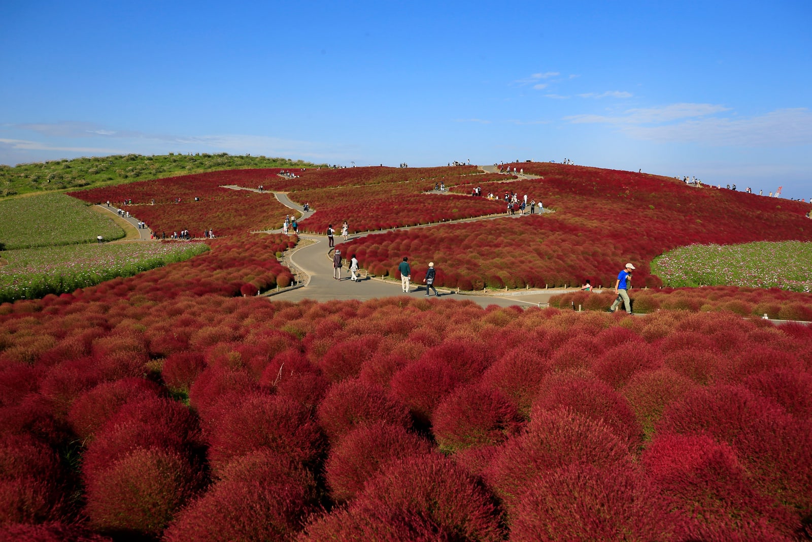 Red kochia covering a hill at Hitachi Seaside Park, visitors on the winding paths, blue sky