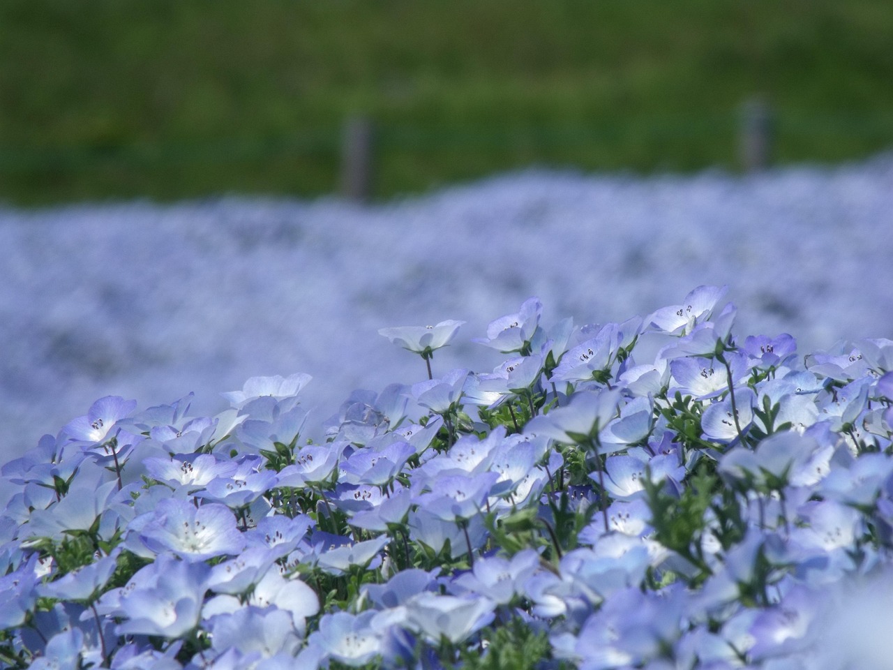 Pale blue nemophila flowers in bloom, a slope of more blue flowers behind
