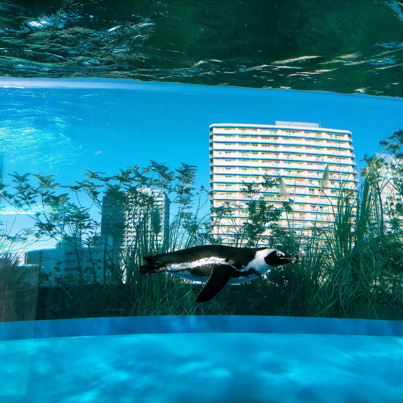 A penguin swimming in an open-top tank, with apartment blocks and a blue sky behind the glass