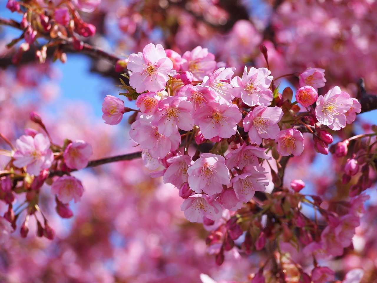 Deep-pink early cherry blossoms against a blue sky