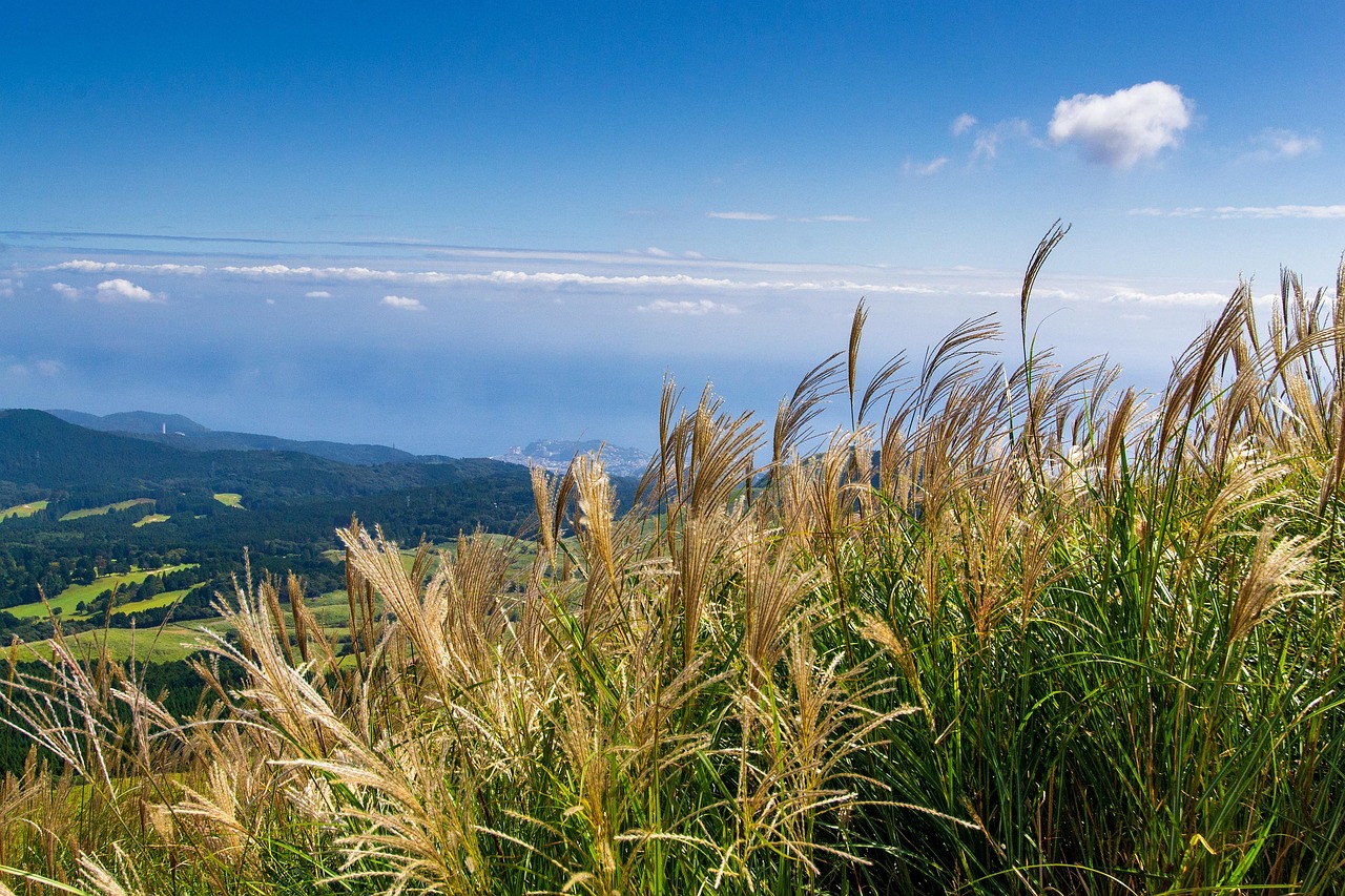 Pampas grass in autumn on a hillside above the sea on the Izu Peninsula, as the photographer places it