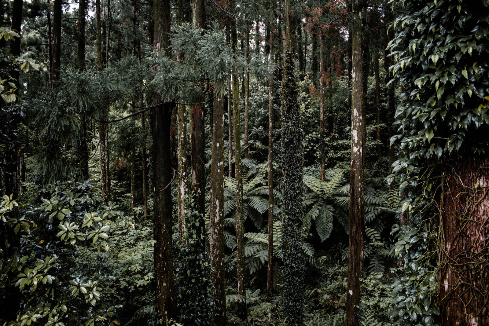 A dense forest of tall conifers with tree ferns below on Yakushima