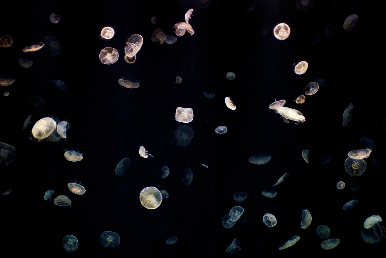 Dozens of small moon jellyfish lit up against black water.