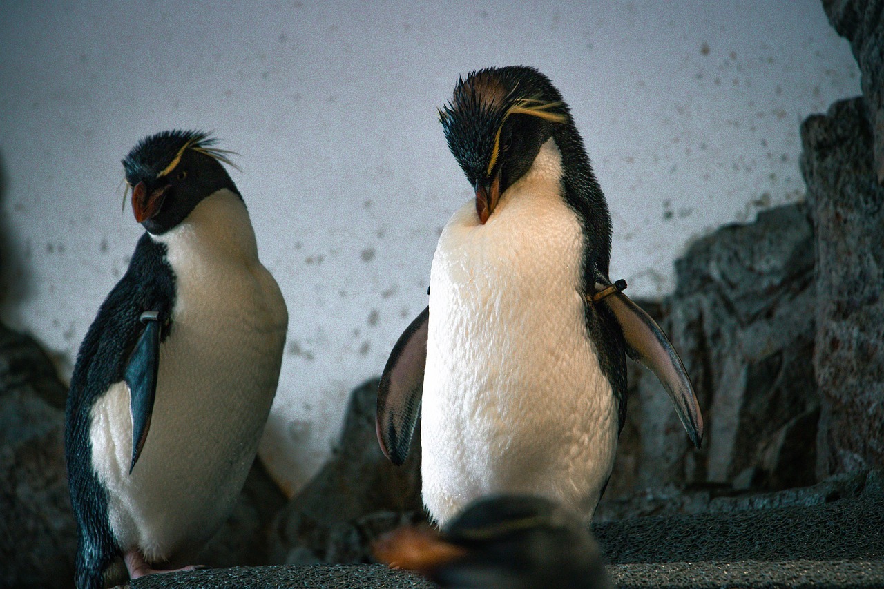 Two crested penguins standing on grey rock.