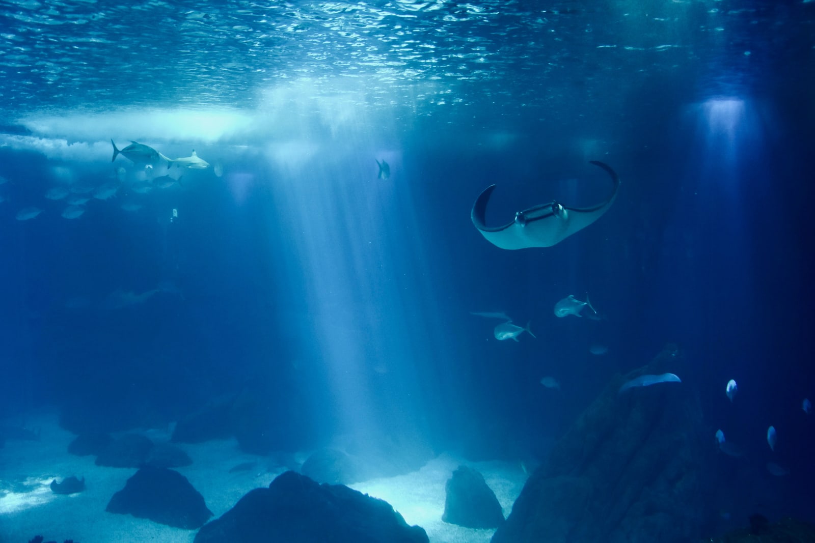 A manta ray gliding through a deep blue tank, shafts of light coming down from above.