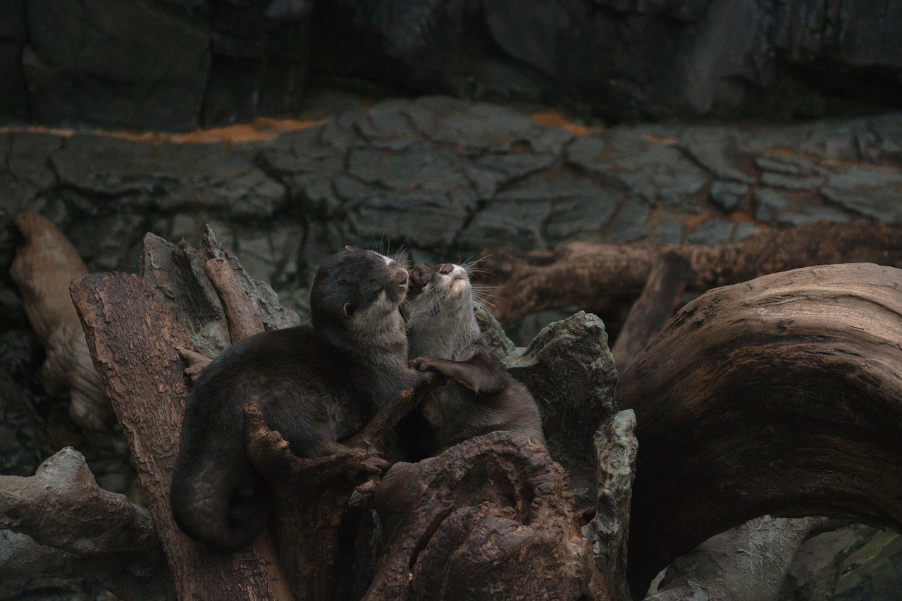 Two otters on driftwood among dark rocks.