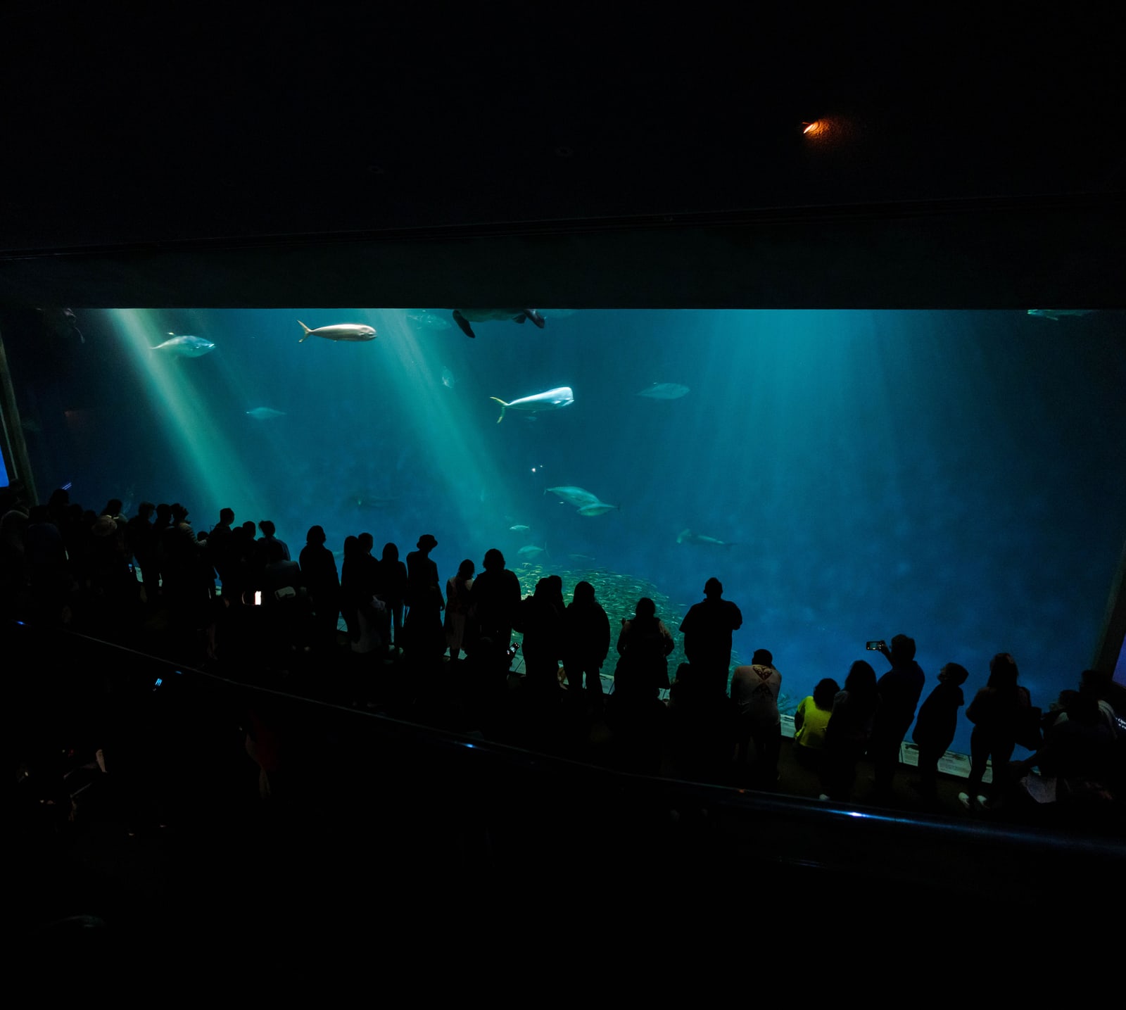 A long row of dark visitor silhouettes standing along a wide, softly lit aquarium tank.