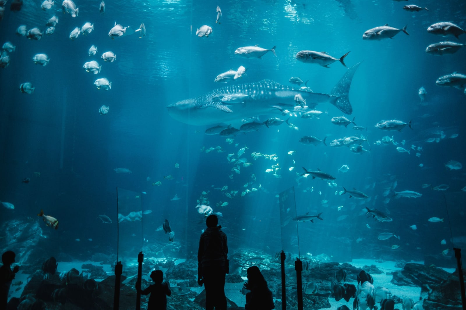 Small dark silhouettes of visitors at a huge aquarium window, a whale shark and schooling fish beyond the glass.