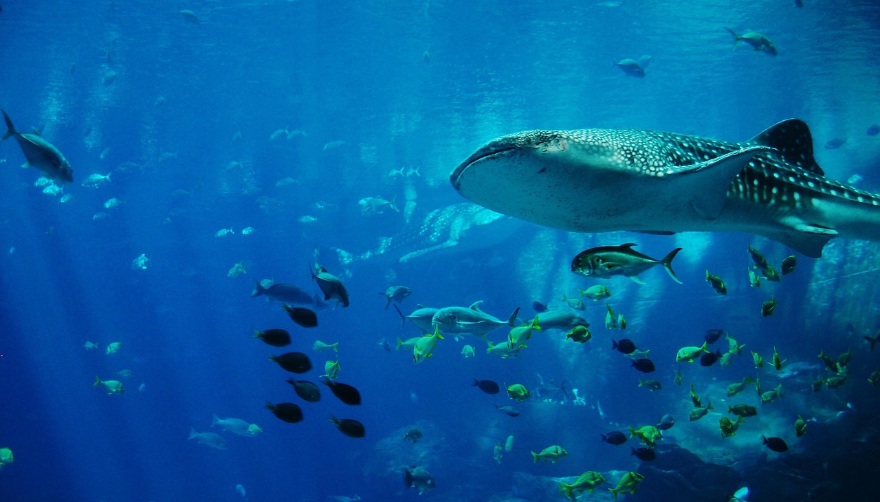 A whale shark swimming through a blue aquarium tank, small fish below it.