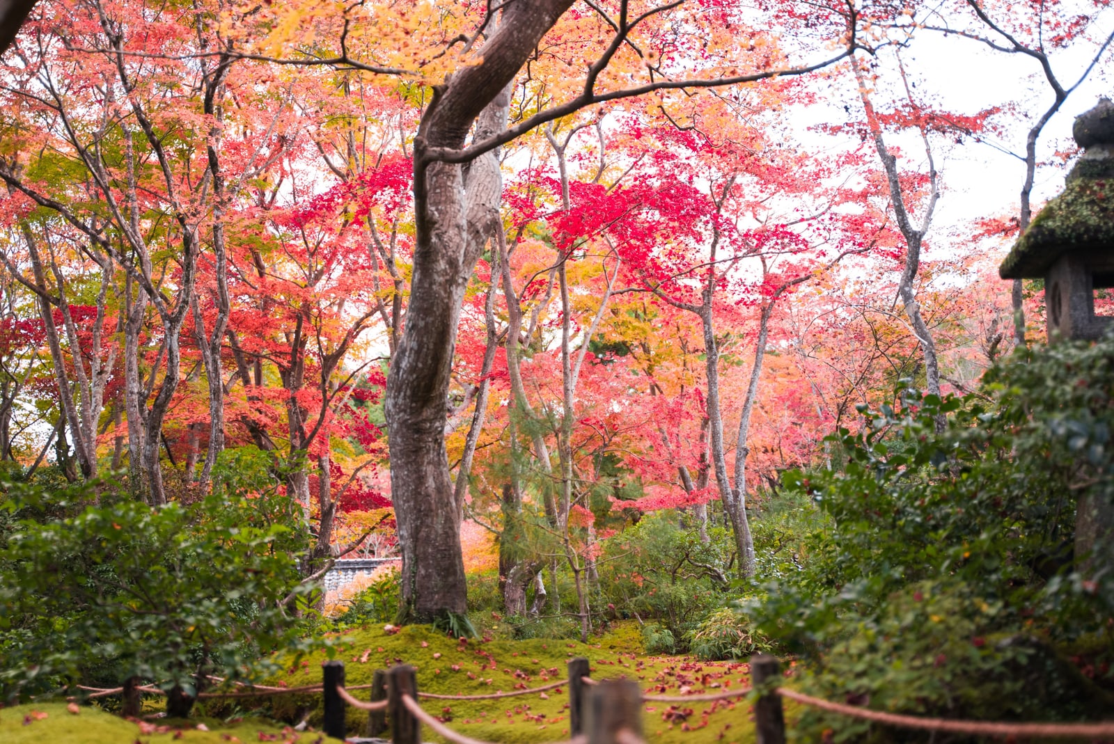 Tall maples in pink, red and orange over green moss in a Kyoto temple garden, a rope fence and a stone lantern at the edge.