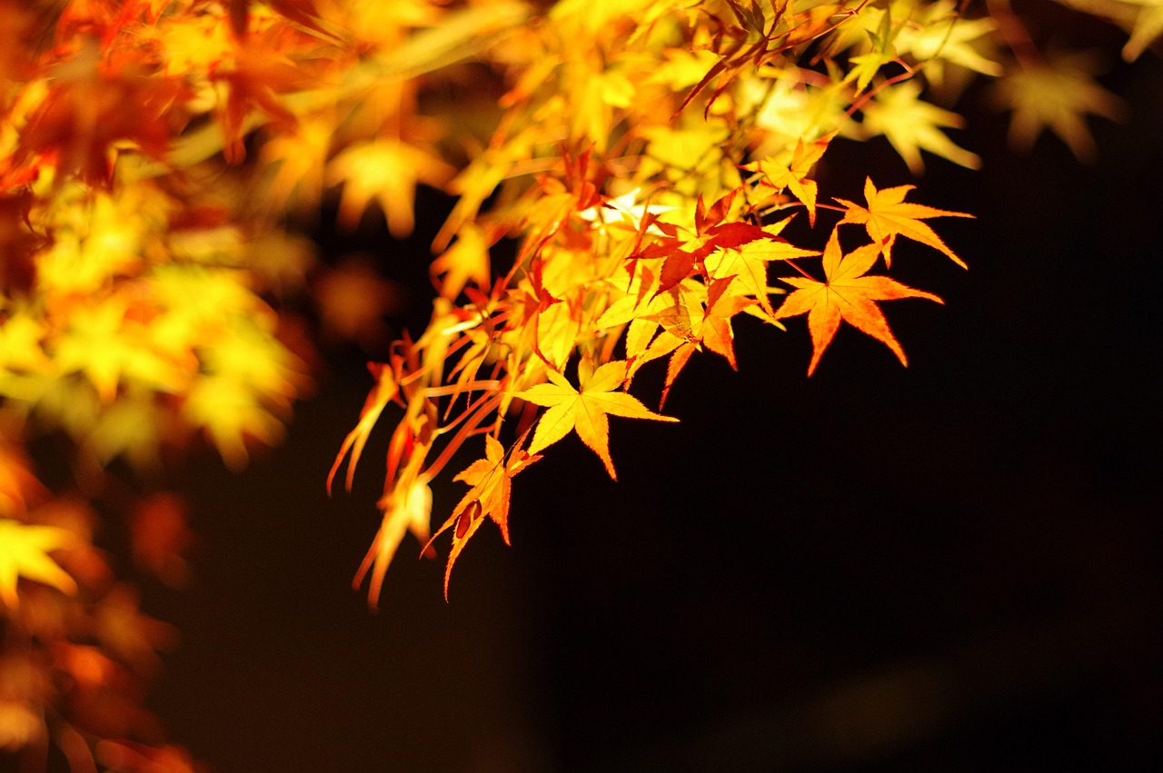 Yellow and orange maple leaves lit up against a black night sky.
