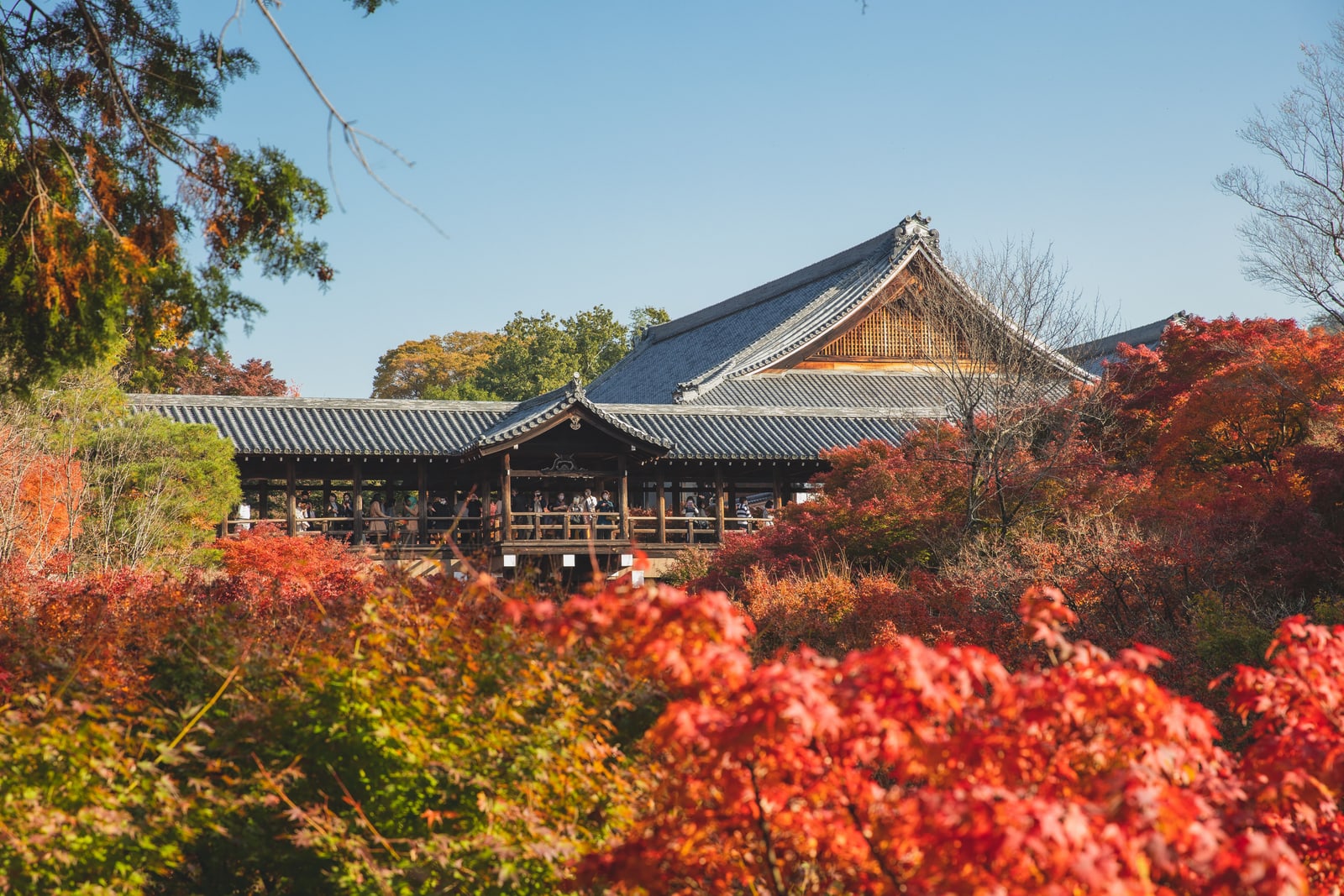 A large tiled temple hall and a covered wooden walkway above a slope of red maples, under a clear blue sky.