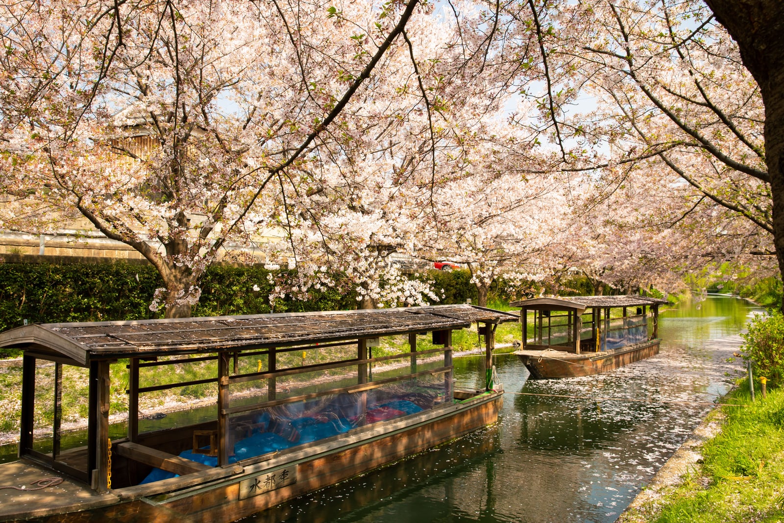 Two wooden roofed sightseeing boats moored on a narrow canal under arching cherry trees in full bloom, petals on the water.