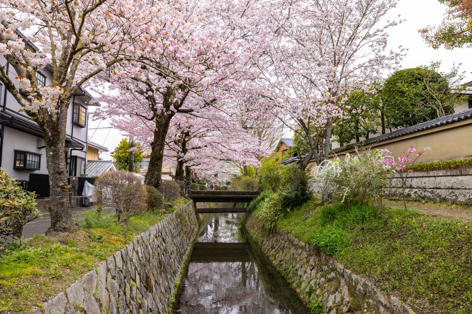 A narrow stone-walled canal with a small footbridge, cherry trees in bloom on both sides and a footpath beside it.