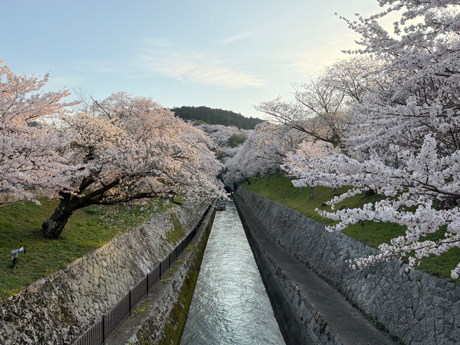 A straight stone-lined canal with a railing running toward hills, large white cherry trees on both grassy banks.
