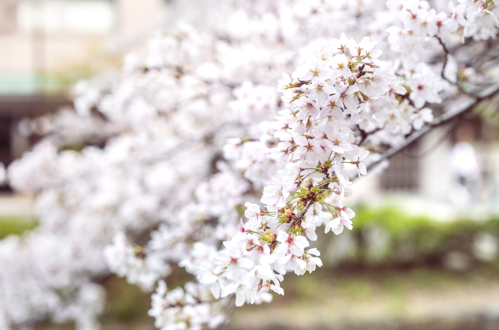 Close-up of a branch of pale pink five-petal cherry flowers, nearly all open, with a few buds left.