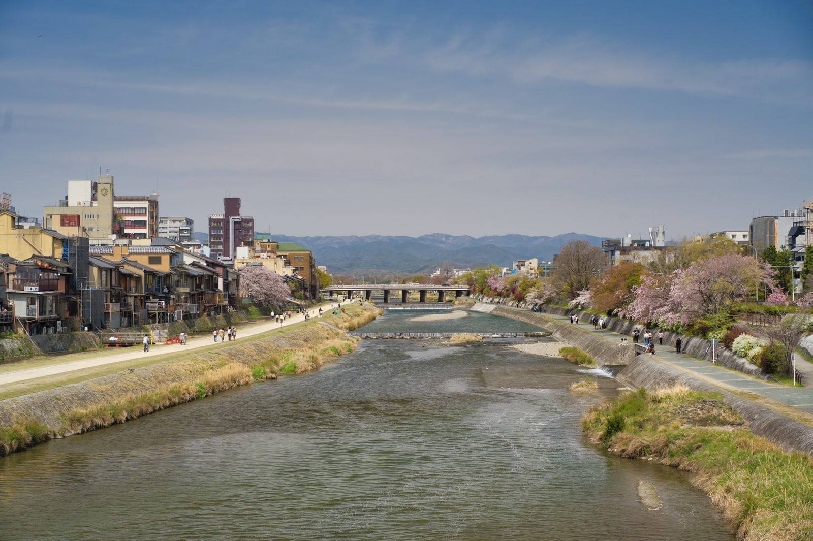 A wide shallow river with stepping weirs, low buildings on one bank and pink cherry trees along the other, hills on the horizon.