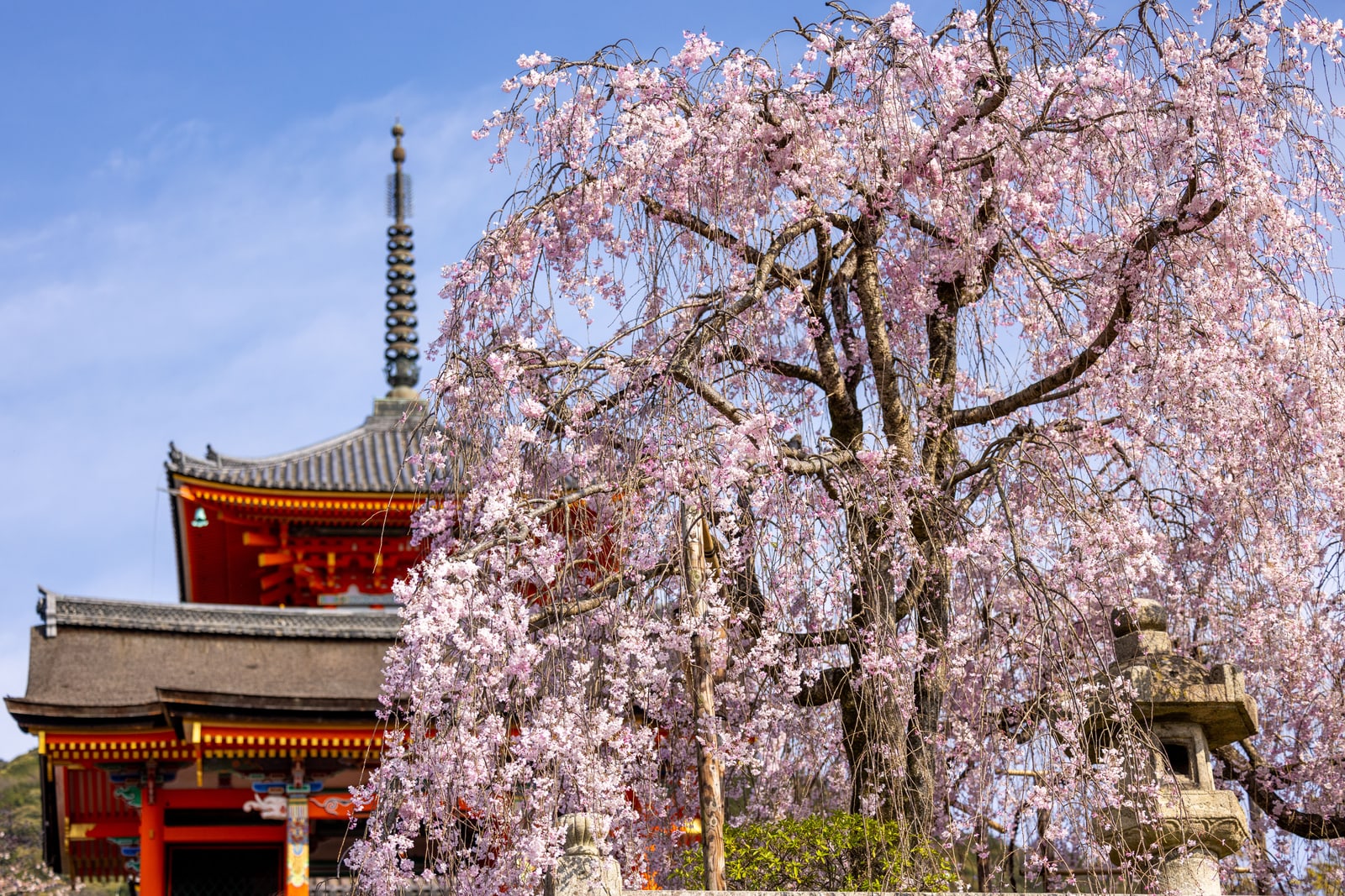 A weeping cherry in full pink bloom in front of a vermilion gate and a three-story vermilion pagoda under a blue sky.