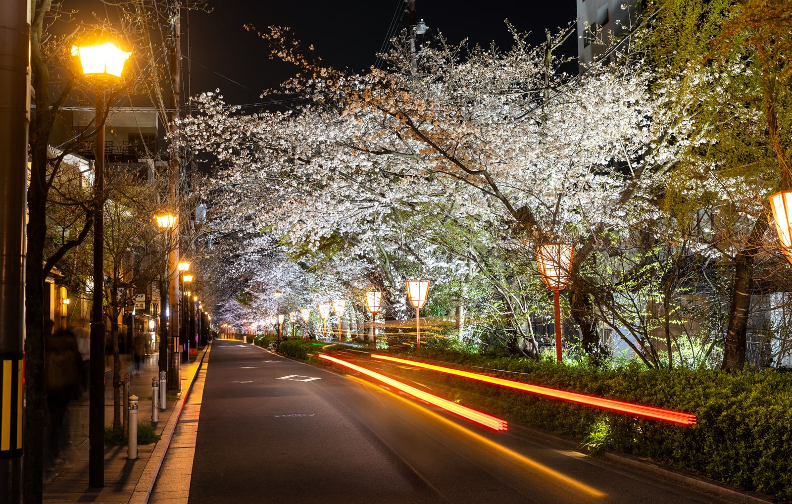 A street at night with white cherry trees lit by street lamps and paper lanterns, red light trails from passing cars.