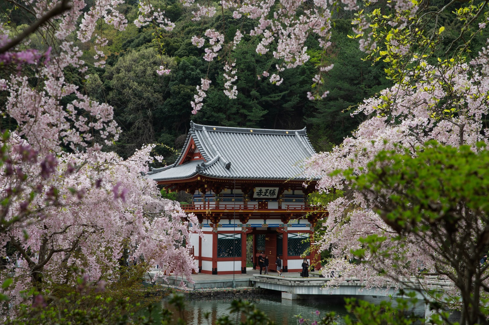 A small vermilion temple hall with a grey tiled roof standing over a pond, framed by pink cherry trees and green forest.