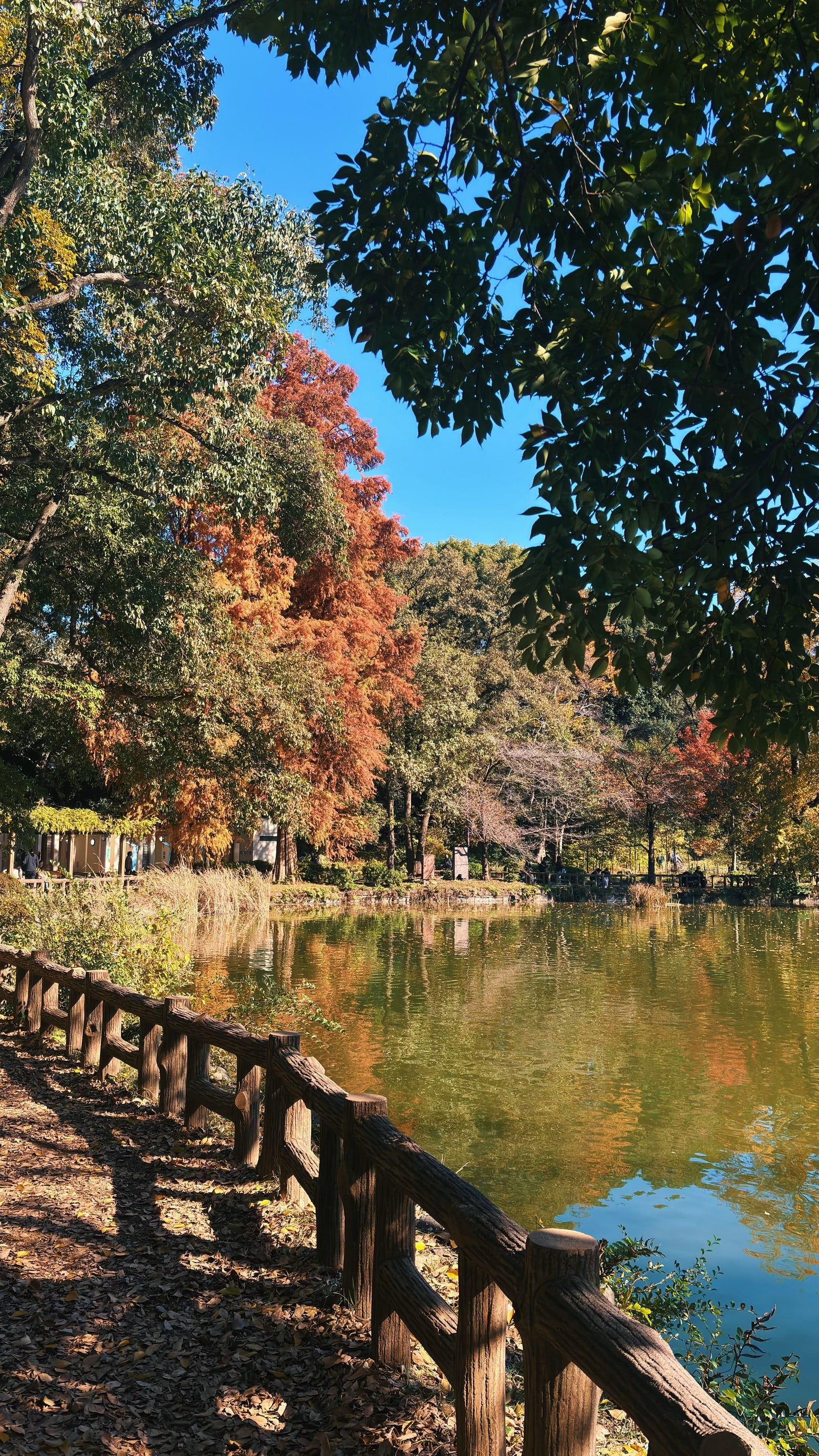 A leaf-covered path with a rustic railing beside a pond in autumn, orange conifers reflected in the water