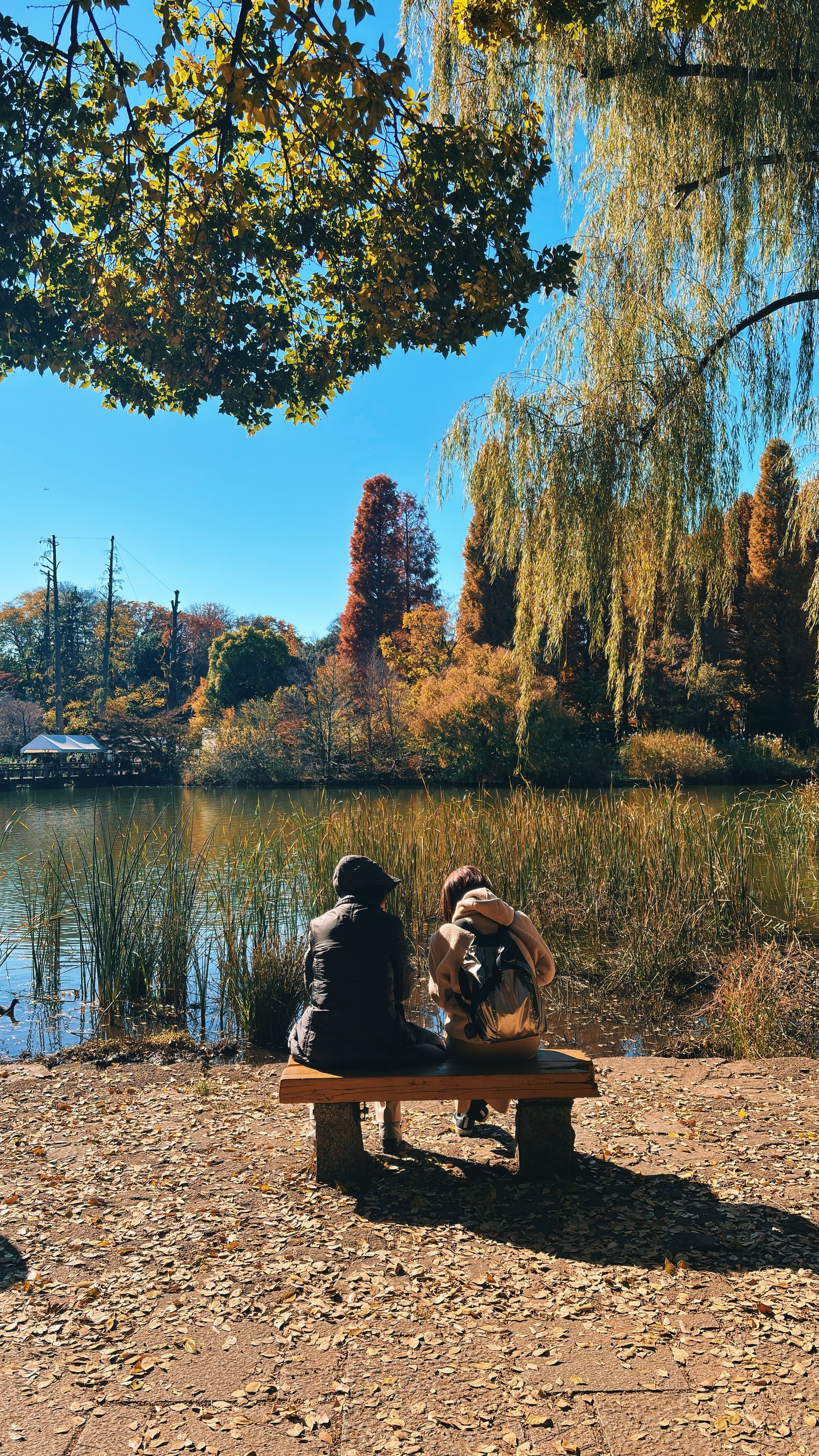 Two people seen from behind on a bench by a reed-edged pond in autumn, a willow and orange conifers behind