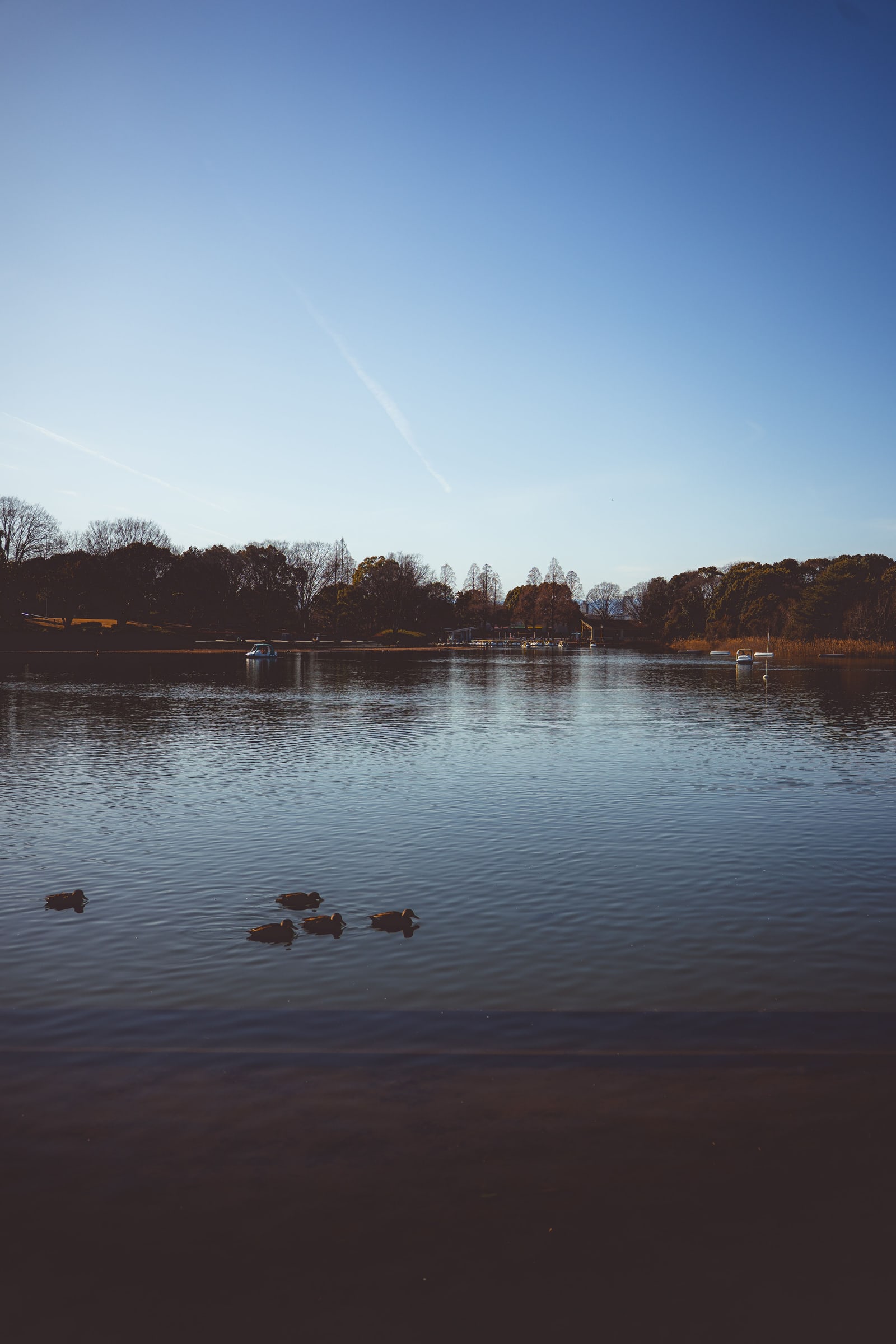 Ducks and swan-shaped pedal boats on a park pond in winter light under a clear sky